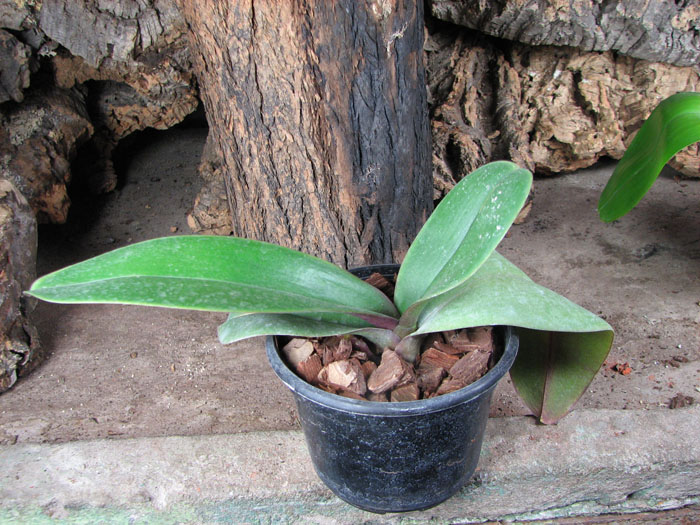Doritaenopsis Leopard Prince 'Sogo'.jpg