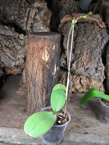 Phalaenopsis Sogo Yukidian 'V3.jpg