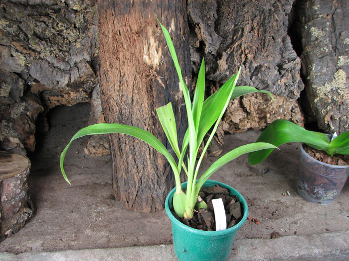 Zygopetalum Rhein Harlequin 'Cappuccino'.jpg