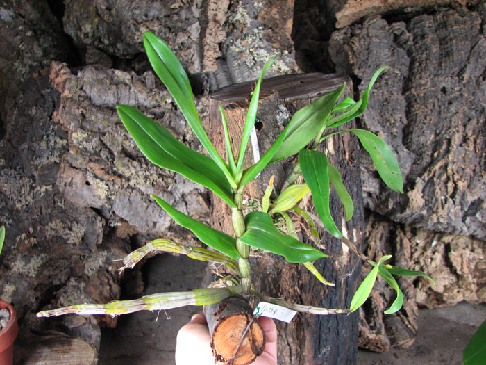 Dendrobium cariniferum.jpg