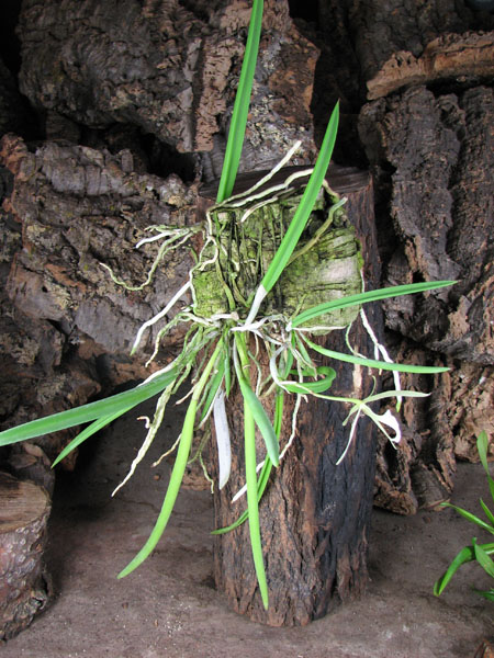 Brassavola nodosa.jpg