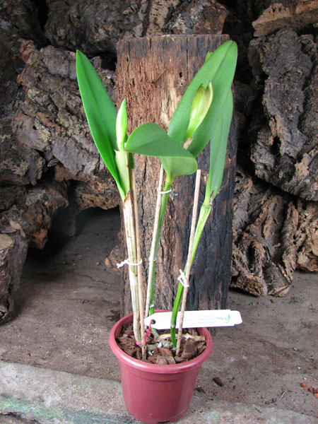 Brassavola glauca x Cattleya intermedia.jpg