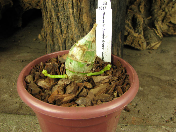 Clowesia Jumbo Grace 'Jumbo Orchids'.jpg