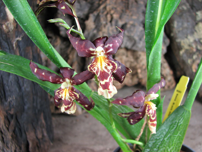 Sanderara Black Star 'Pacific Red Star'.jpg