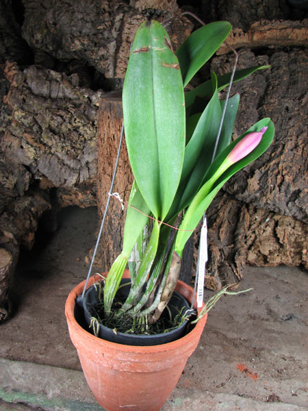 Brassolaeliocattleya Pink Empress 'Ju-Sen'.jpg
