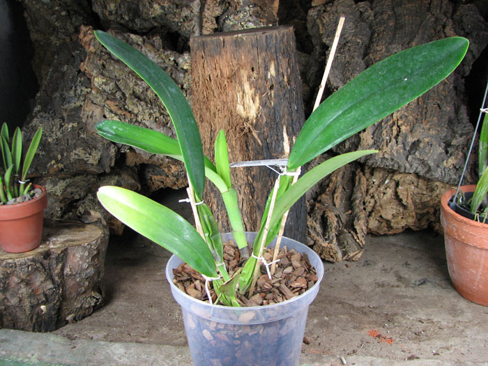 Cattleya trianae 'Junio' x Cattleya trianae vini-colorata.jpg