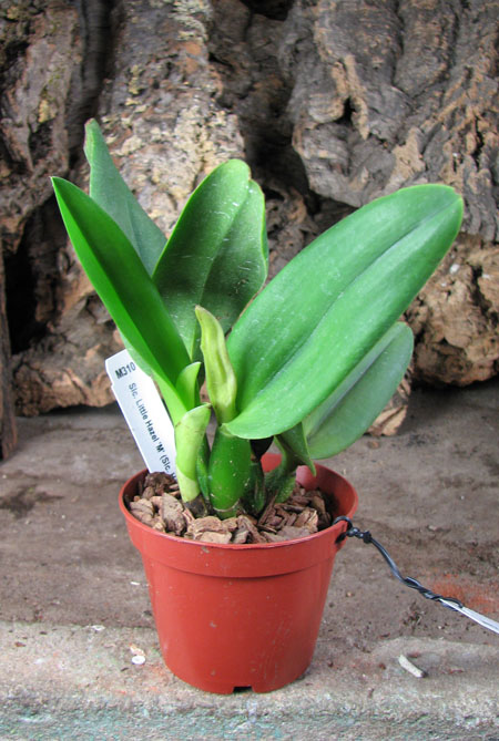 Sophrolaeliocattleya Little Hazel 'M'.jpg