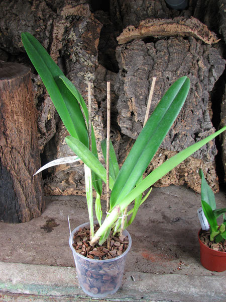 Laeliocattleya Canhamiana semi-alba.jpg