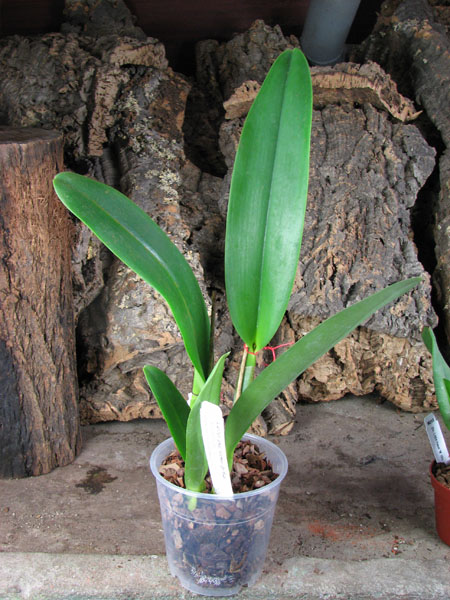 Brassolaeliocattleya Fort Watson 'Mendenhall'.jpg