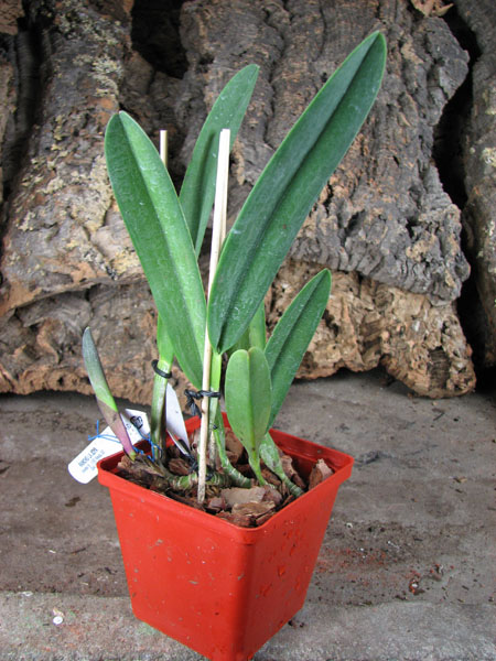 Rhyncholaelia digbyana.jpg