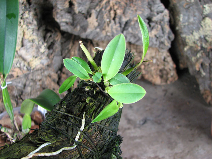 Sophronitis coccinea.jpg