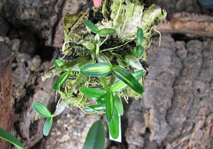 Dendrobium moniliforme Kanayama.jpg