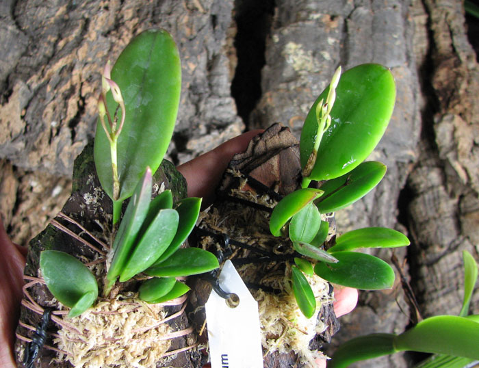 Meiracyllum trinasutum.jpg