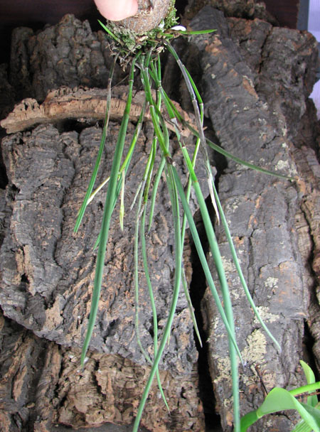 Brassavola perrinii.jpg