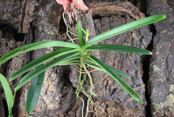 Ascocentrum miniatum.jpg