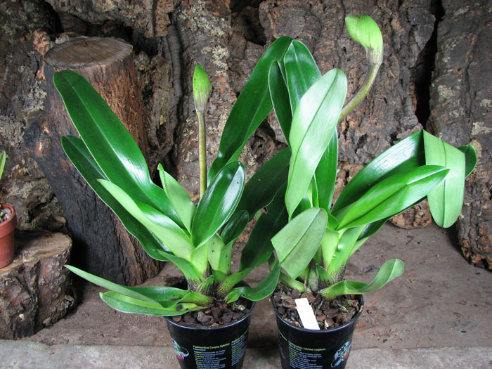 Paphiopedilum Lippewunder hybrid.jpg