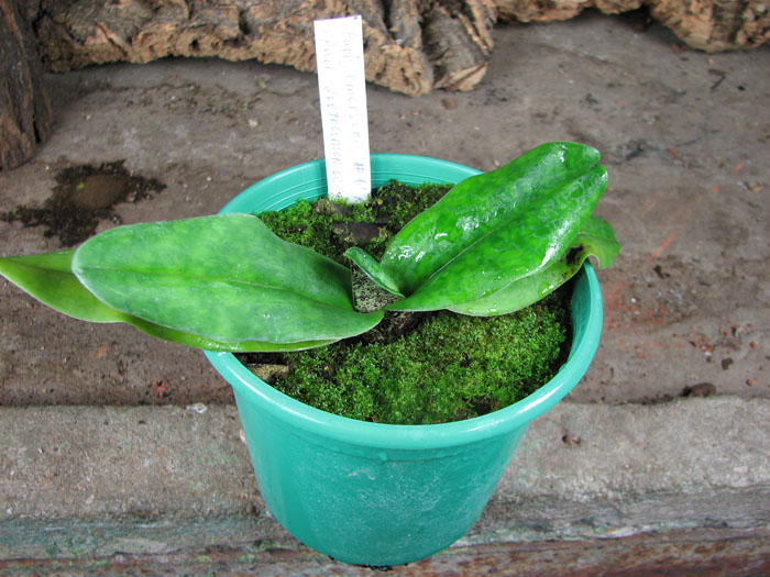 Paphiopedilum emersonii '#1' x Paphiopedilum vietnamense '#5'.jpg