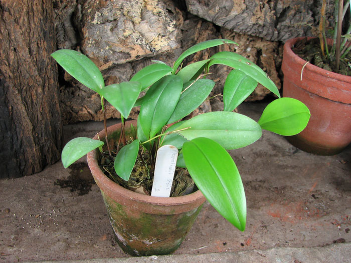 Pleurothallis stellis.jpg