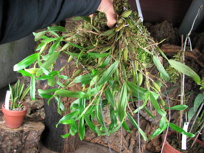 Coelogyne lindleyana (clump).jpg
