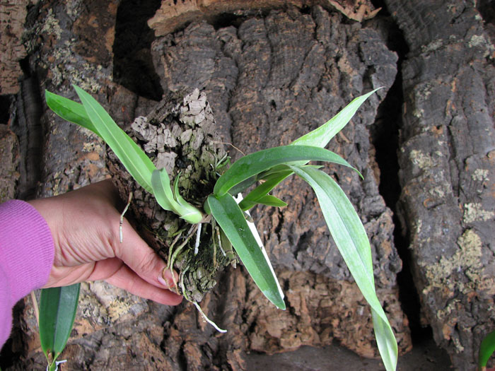 Prosthechea vitellina.jpg