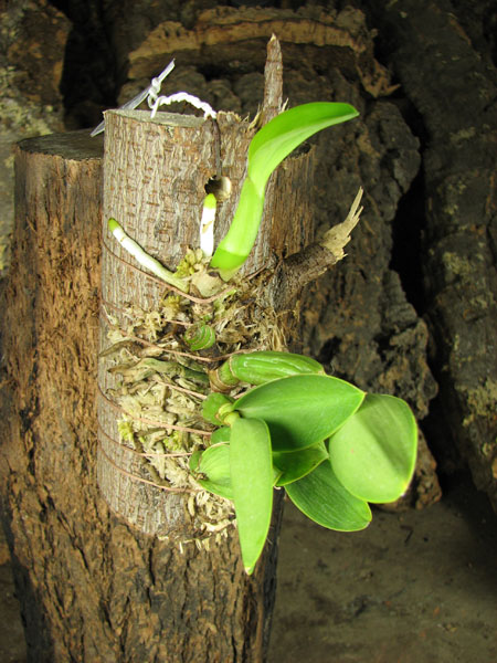 Cattleya nobilior tipo 'Suzuki' x SELF.jpg
