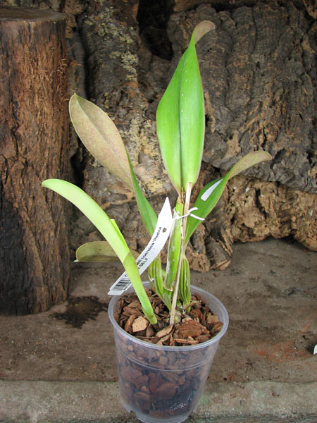 Cattleya jenmanii coerulea 'Pedra Azul' x SELF.jpg