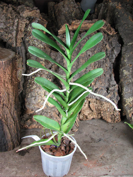 Renanthera philippinensis.jpg