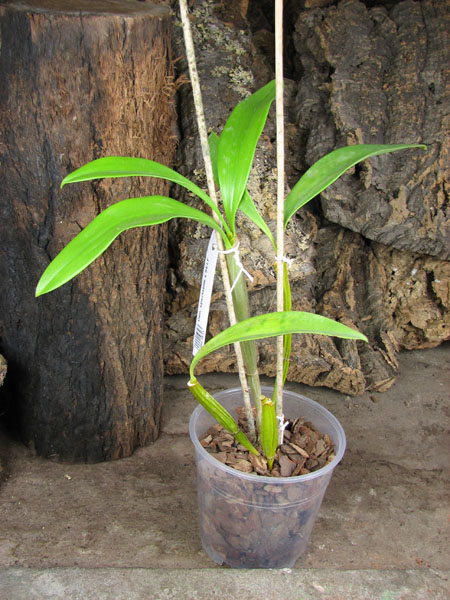 Dendrobium spectabile x SELF.jpg