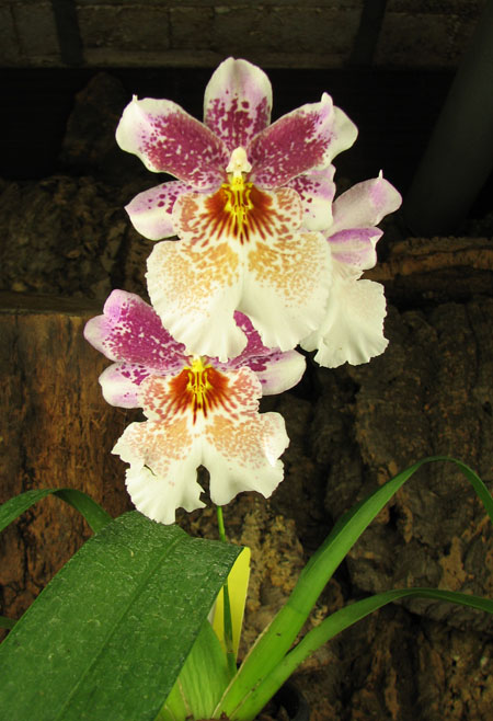 Odontonia Memoria Martin Orenstein 'Lulu'.jpg