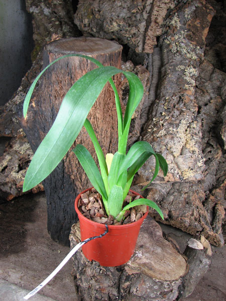 Miltassia CM Fitch 'Izumi'.jpg