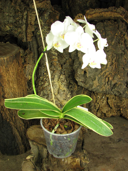 Phalaenopsis Amabilis 'ORCHIS'.jpg