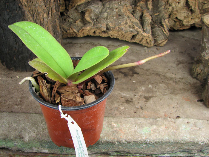 Doritaenopsis Lius Sakura.jpg