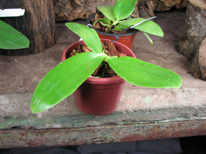 Phalaenopsis amboinensis x Phalaenopsis Penang Girl.jpg