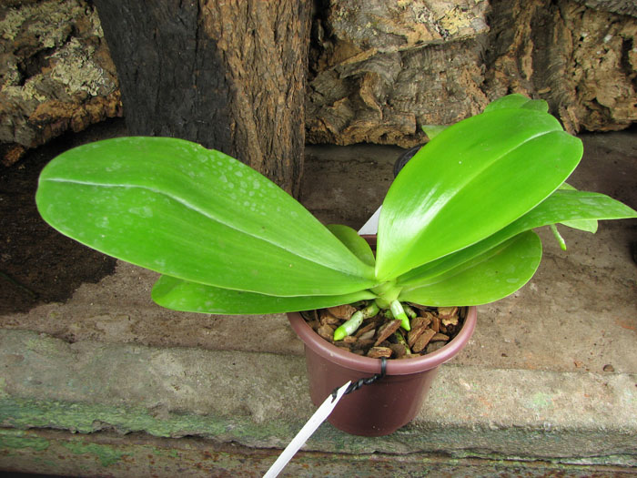 Doritaenopsis Sogo Meili x Phalaenopsis Ld's Bear Queen.jpg