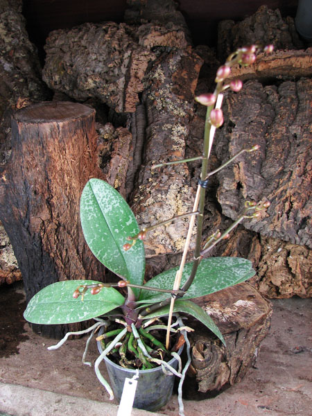 Phalaenopsis Philadelphia (schilleriana x stuartiana).jpg