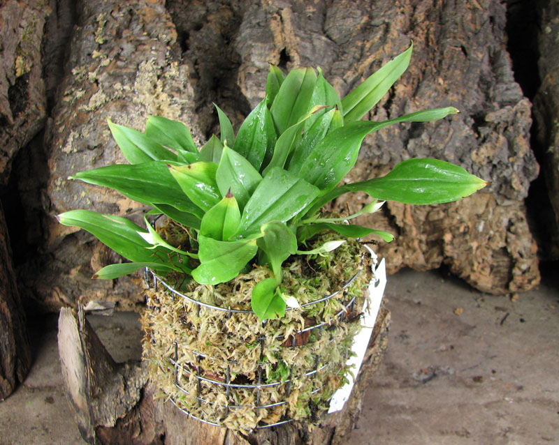 Promenaea rollinsonii.jpg