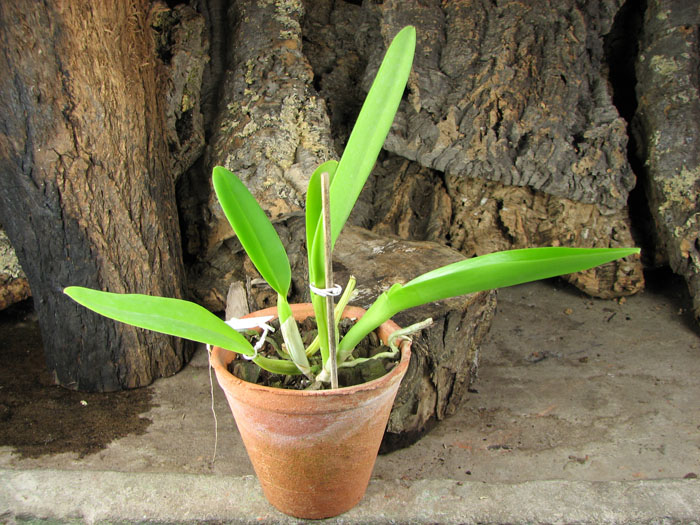 Cattleya lueddemanniana coerulea 'Monte Verde' x Cattleya lueddemanniana coerulea 'Mar azul'.jpg