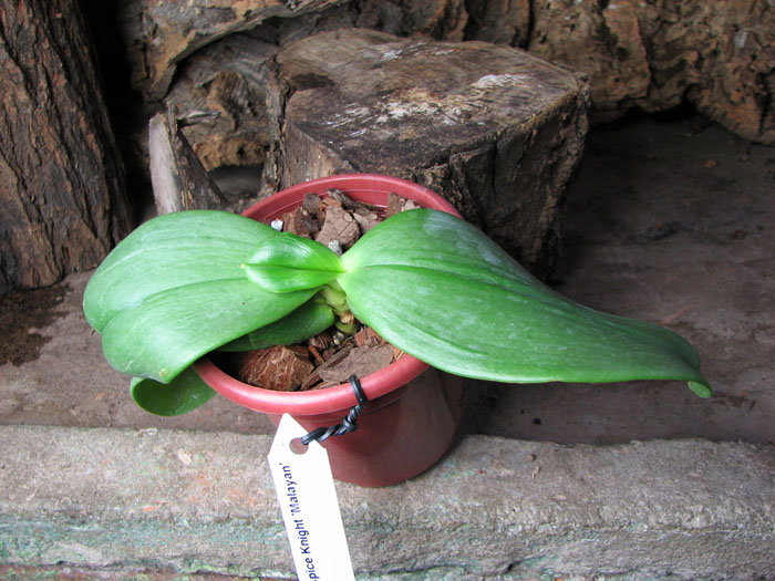 Phalaenopsis Auspice Knight 'Malayan'.jpg