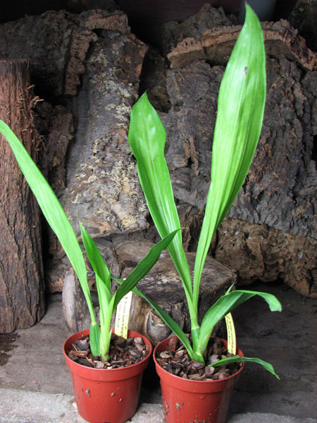 Bollopetalum Midnight Blue 'Cardinal's Roost'.jpg