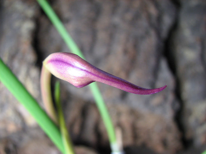Brassocattleya Amethyst (Laelia purpurata x Brassavola cucullata).jpg