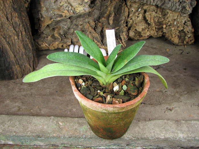 Paphiopedilum fanaticum 'In-Charm' x Paphiopedilum rothschildianum '266A'.jpg
