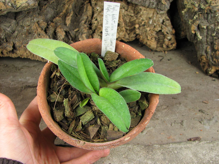 Paphiopedilum bellatulum 'In-Charm' x Paphiopedilum Susan Booth 'In-Charm'.jpg