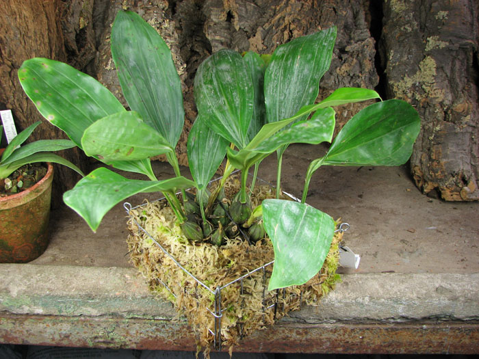 Stanhopea tigrina.jpg