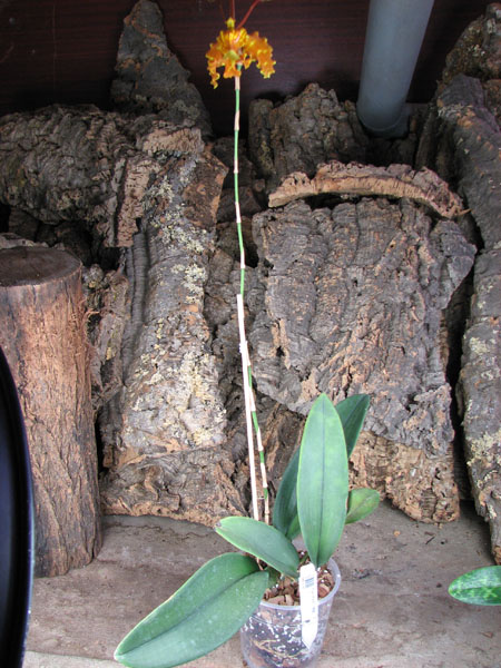 Psychopsis Kalihii 'Big'.jpg