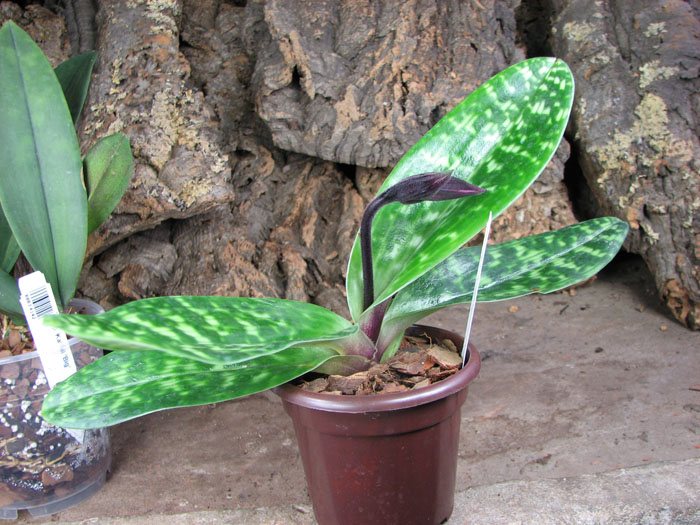 Paphiopedilum Shin-Yi Heart x Hung Sheng Star.jpg