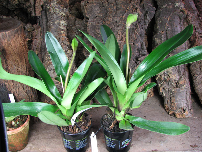 Paphiopedilum Lippewunder hybrid.jpg