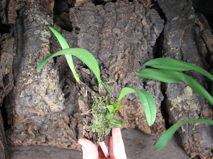 Bulbophyllum wendlandianum.jpg