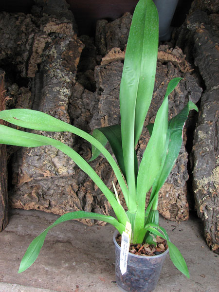 Oncidium Ron's Rippling Delight 'Pacific Parfait'.jpg