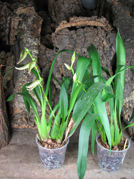 Beallara Patricia McCully 'Pacific Matriarch'.jpg