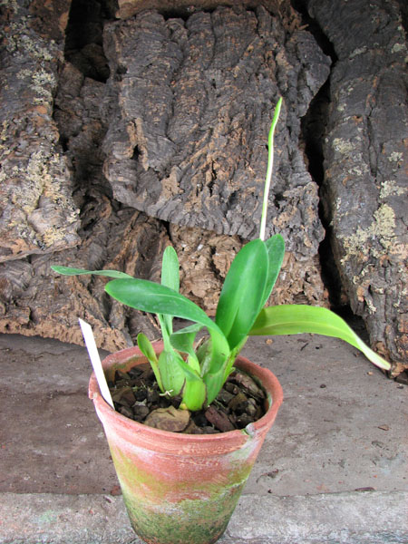 Odontoglossum trilobum x Odontocidium Tiger Glow.jpg